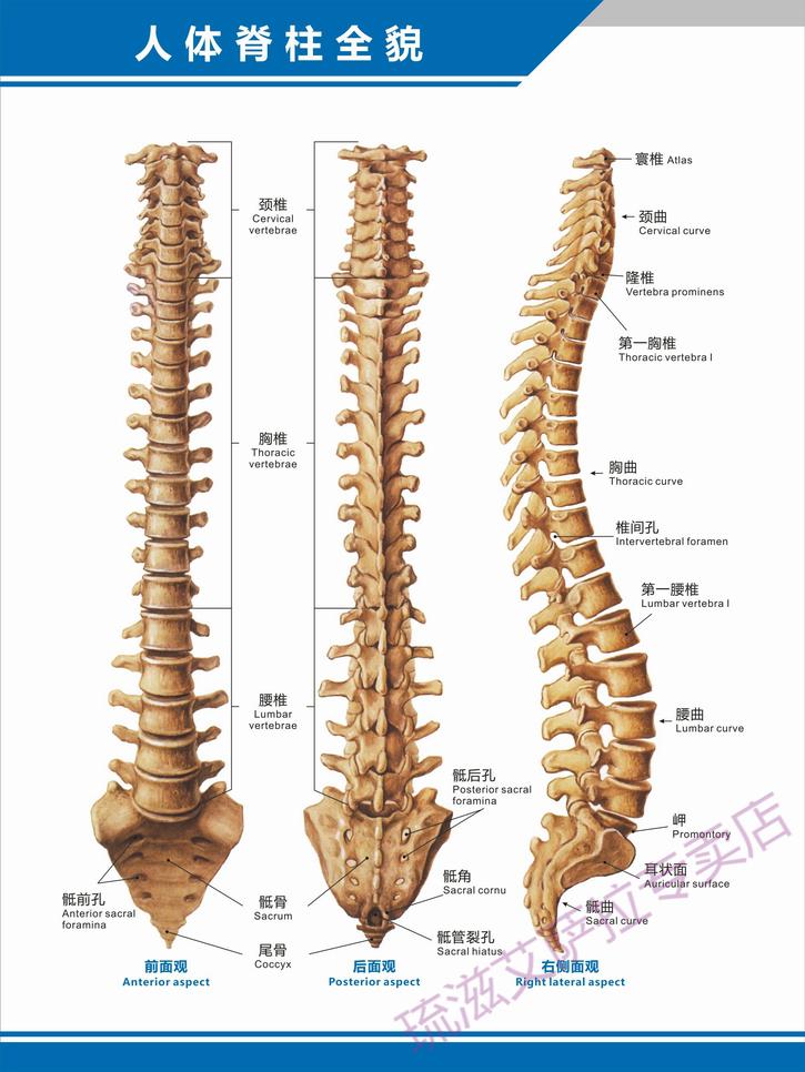 医院科室挂图 人体脊柱全貌图脊椎结构图构造图中英文医学医院科室