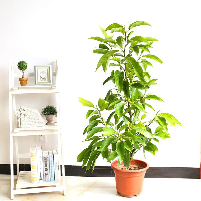 盆栽花卉十里飘香 白兰花盆栽 木兰花苗 白兰花树苗 黄兰花树苗 白兰