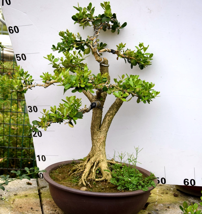 瓜子黄杨盆景实物雀舌黄杨盆景桌面盆栽庭院黄杨造型绿植老桩 浅绿色