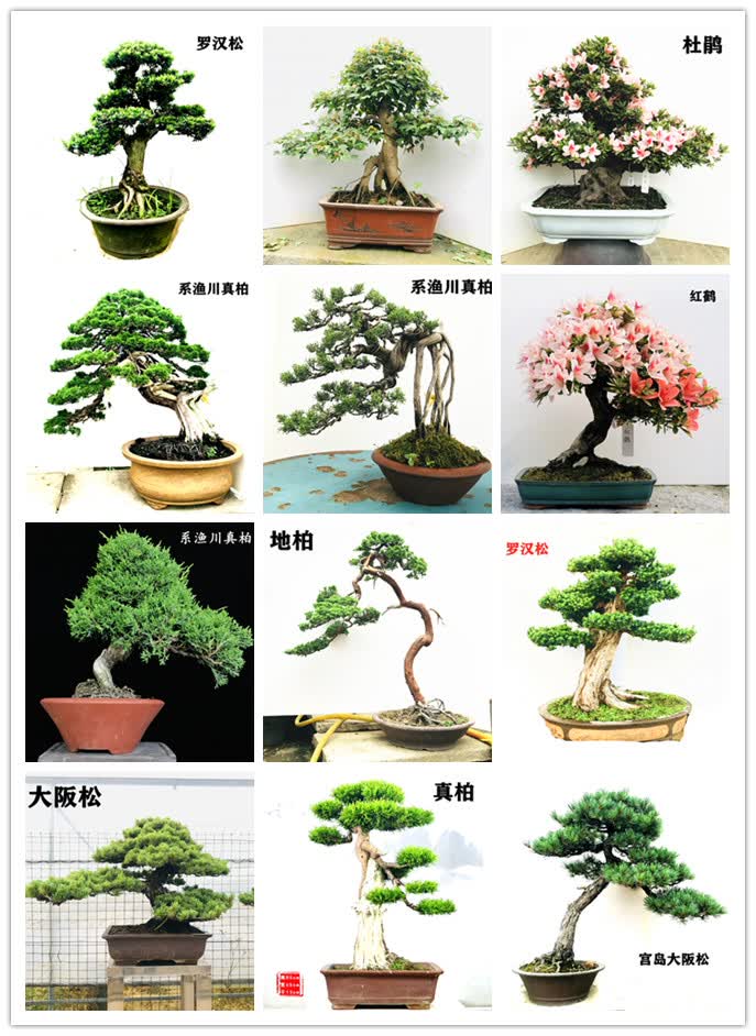 品牌: 花总管 商品名称:红花继木盆景树桩大型庭院园林景观树黑松五针