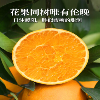 文枝绿念（lvnian）伦晚脐橙10秭归橙子水果新鲜当季整箱斤果冻甜橙春 60mm（含）-65mm(不含) 普邮 5斤