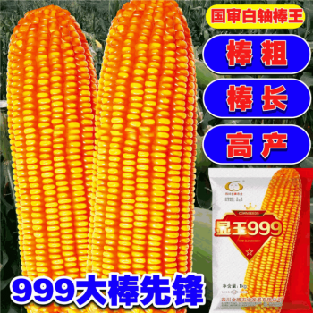 显玉999白轴高产杂交玉米种子西南粮食饲料玉米种子正大999玉米种 显玉999原装一袋(一公斤)