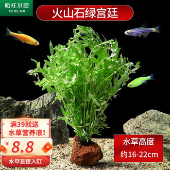 疯狂水草（FKSC）鱼缸水草活体植物鱼缸造景懒人直接入缸养鱼蜈蚣草火山石真水草 绿宫庭【火山石底座】