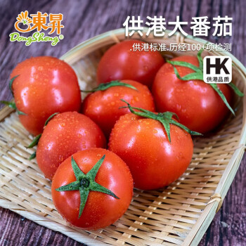 东升供港大番茄500g 西红柿 酸甜多汁火锅食材 广州蔬菜新鲜配送