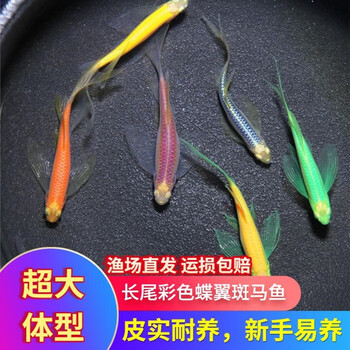 蝶翼斑马鱼长尾长鳍观赏鱼冷水小型淡水金鱼活体好养淡水观赏鱼 小号