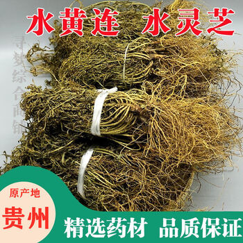 （TRT）当季新货 中药材野生新货水黄I连水灵芝青鱼胆草名贵药材内廷上用 野生 水灵芝 106克 精选