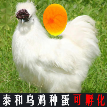 SMVP純種泰和烏雞種蛋可孵化江西白鳳烏骨雞竹絲雞蛋絲毛雞受精蛋 10枚