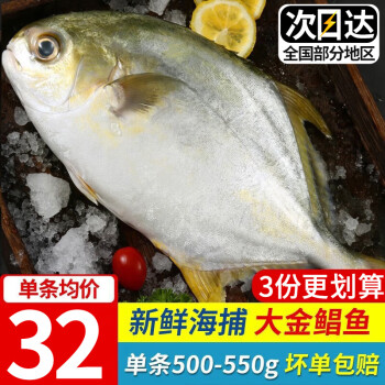 尚致【拍3份96】深海捕捞金鲳鱼550g条鲜活冷冻平鱼生鲜鱼类海鲜水产 550g*1条