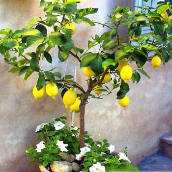 叶之静柠檬树苗 阳台 庭院植物 南方北方种植 果树苗 当年颗结果 香水柠檬 五年大苗当年结果