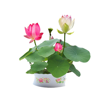 春枝晓香水百合花种球百合花盆栽碗莲荷花种子水培花卉四季种植室内桌面盆栽花卉植物碗莲种子e混装粒花卉绿植 报价价格评论品牌 京东热卖