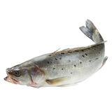 wecook 味库 舟山海鲈鱼 600g 39.9元,可低至19.95元